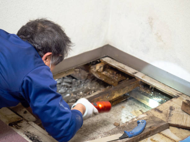 Best Certified Mold Removal  in Priceville, AL