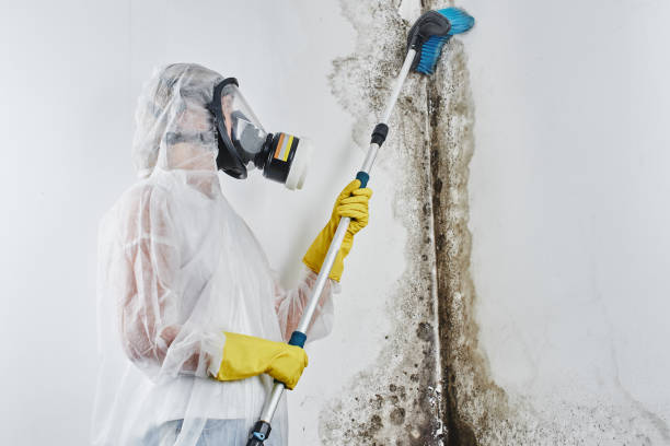 Mold Testing and Removal in Priceville, AL