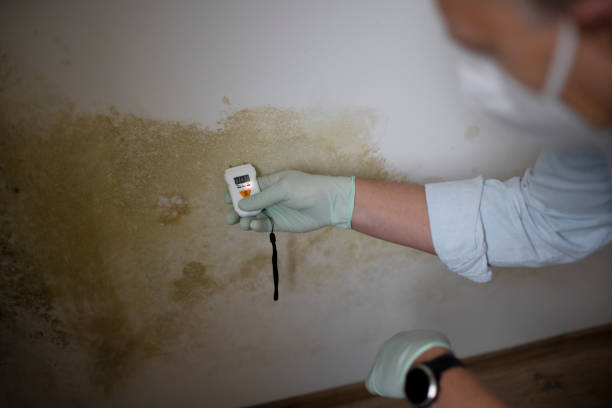 Best Mold Removal and Inspection  in Priceville, AL