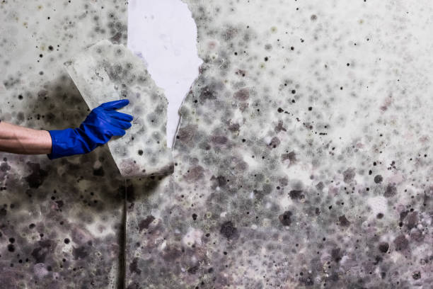 Best Office Mold Removal Services  in Priceville, AL